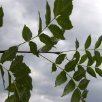 Fraxinus excelsior-creixement