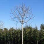 Fraxinus ornus Meczek-forma copa