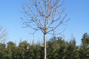 Fraxinus ornus Meczek-forma copa