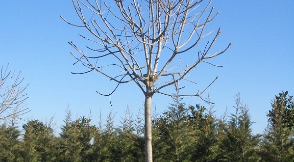 Fraxinus ornus Meczek-forma copa