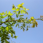 Gleditsia triacanthus Inermis- creixement