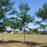 Gleditsia triacanthus Skyline-arbre estiu