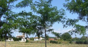 Gleditsia triacanthus Skyline-arbre estiu