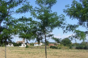 Gleditsia triacanthus Skyline-arbre estiu