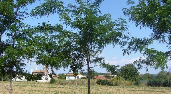 Gleditsia triacanthus Skyline-arbre estiu