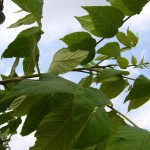 Juglans Nigra-creixement