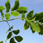 Juglans regia-creixement