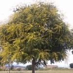 Koelreuteria paniculata-arbre florit