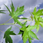 Liquidambar styraciflua Worplesdon-creixement