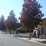 Liquidambar styraciflua-arbre carrer tardor