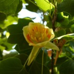 Liriodendron tulipifera-Flor