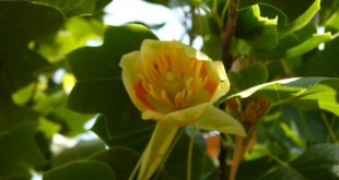 Liriodendron tulipifera-Flor