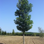 Liriodendron tulipifera-arbre estiu