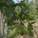 Malus Tribolata-creixement