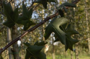 Malus Tribolata-fulla