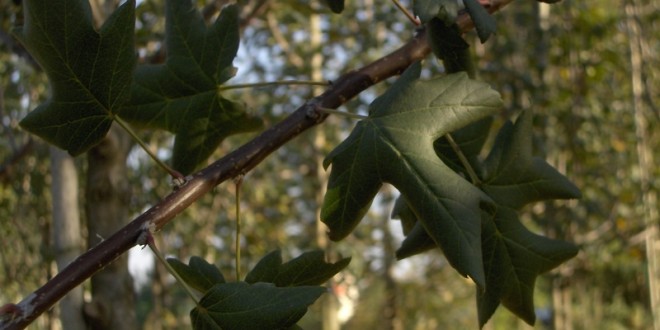 Malus Tribolata-fulla