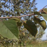 Malus hupehensis Cardinal-creixement