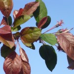 Malus hupehensis Cardinal-primers foliols