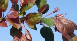 Malus hupehensis Cardinal-primers foliols