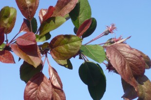 Malus hupehensis Cardinal-primers foliols