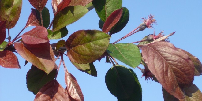 Malus hupehensis Cardinal-primers foliols