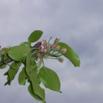 Malus sylvestris John Downie- estadi E