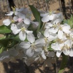 Malus sylvestris John Downie-flor