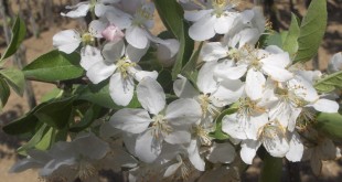 Malus sylvestris John Downie-flor