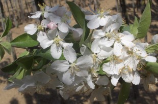 Malus sylvestris John Downie-flor