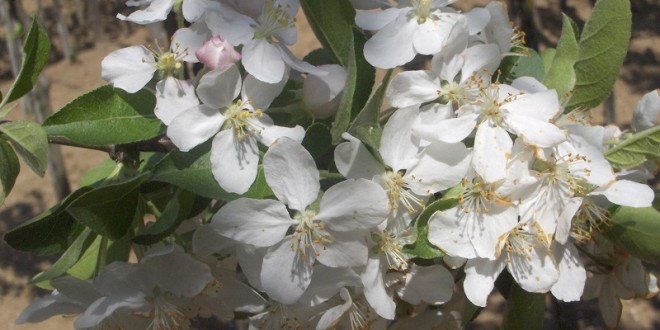 Malus sylvestris John Downie-flor