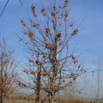 Malusxfloribunda Evereste-forma fletxa