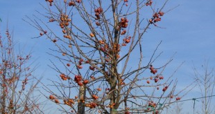 Malusxfloribunda Evereste-forma fletxa