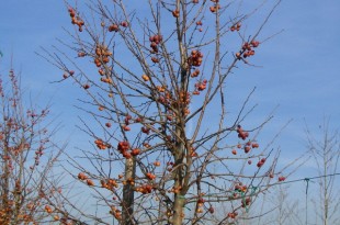 Malusxfloribunda Evereste-forma fletxa