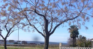 Melia azederach-arbre hivern