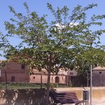 Morus alba-arbre primavera