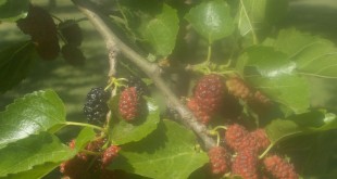 Morus alba-fruit primavera