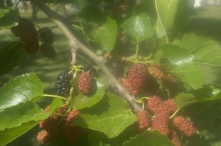 Morus alba-fruit primavera