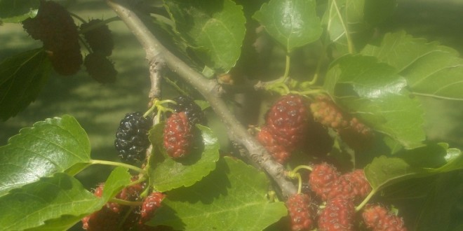 Morus alba-fruit primavera