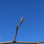 Ostrya carpinifolia- estadi B