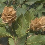 Ostrya carpinifolia-fruit tardor