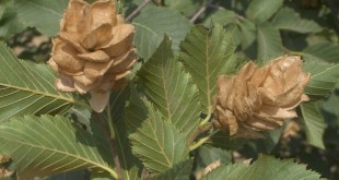 Ostrya carpinifolia-fruit tardor