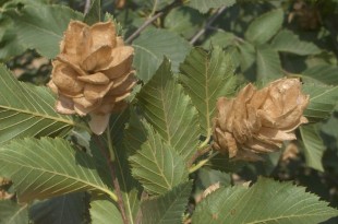 Ostrya carpinifolia-fruit tardor