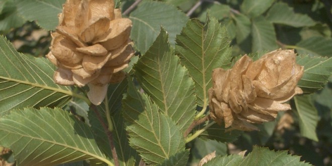 Ostrya carpinifolia-fruit tardor