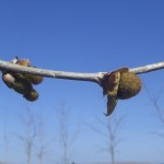 Platanus orientalis Cuneata- estadi D