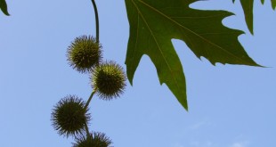 Platanus orientalis Cuneata-estadi H