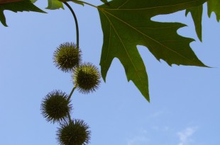 Platanus orientalis Cuneata-estadi H