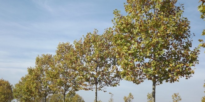 Platanusxacerifolia-alineació carrer