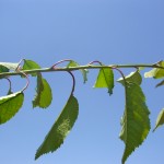 Prunus avium-creixement