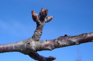 Prunus avium-estadi B