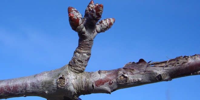 Prunus avium-estadi B